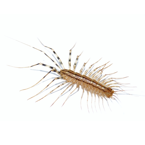 Bugs In Basment Damp Basment Centipede