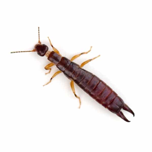 Bugs In Basment Damp Basment Earwig