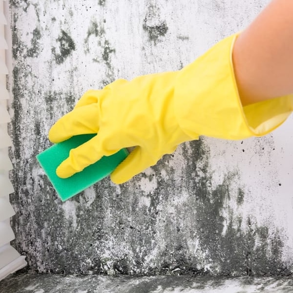 Mold Mites Bugs Basement