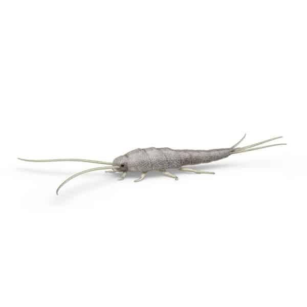 Damp Basment Silverfish