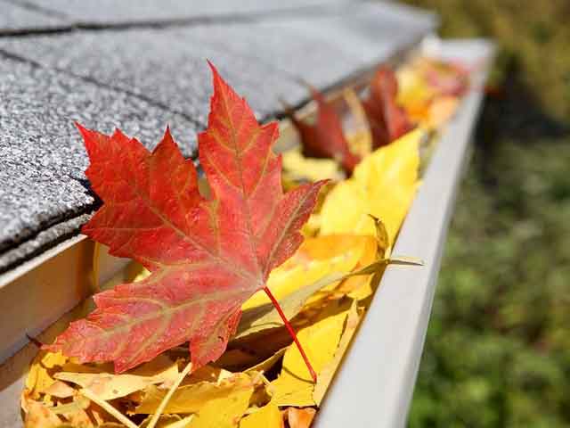 Leaves In Gutter