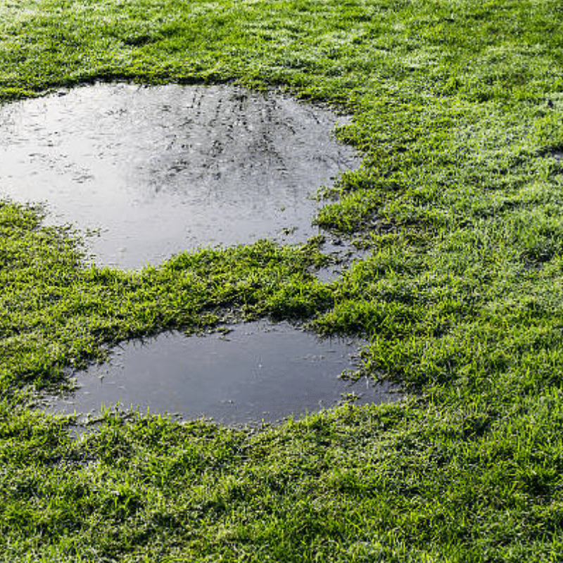 Puddles In Yard
